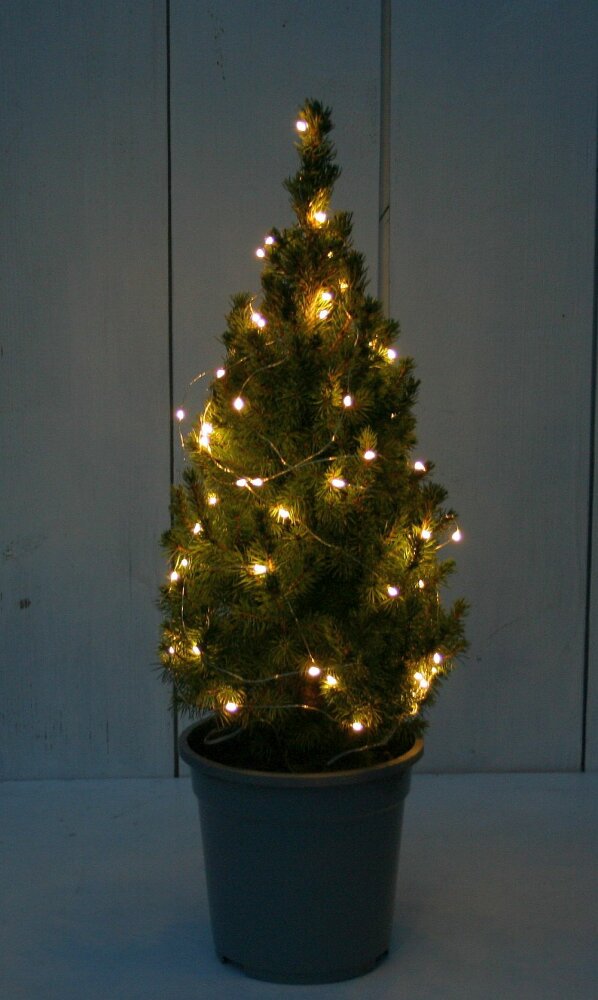 weihnachtsbaum picea glauca Conica mit lichterkette 70 cm