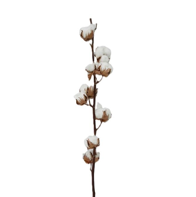 baumwolle-getrocknet-1-stiel-60-cm-lang