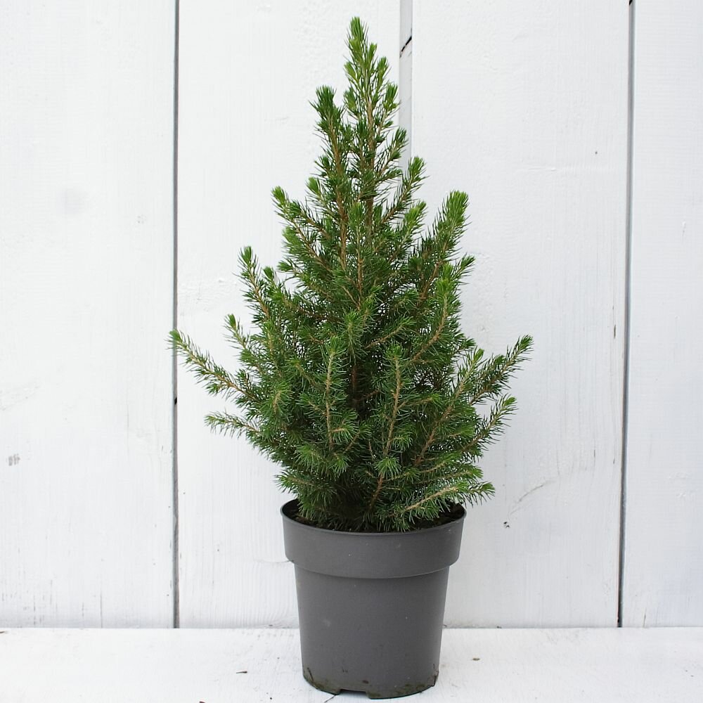 weihnachtsbaum-picea-glauca-conica-zuckerhutfichte-35-cm