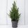 weihnachtsbaum-picea-glauca-conica-zuckerhutfichte-35-cm