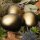 3 x Ostereier in schwarz oder schwarz-gold für Ihre Osterdekoration schwarz-gold