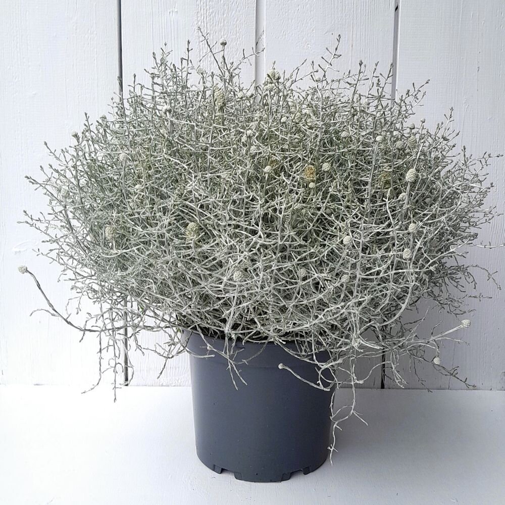 Calocephalus Stacheldrahtpflanze  Winterdeko fr Weihnachten