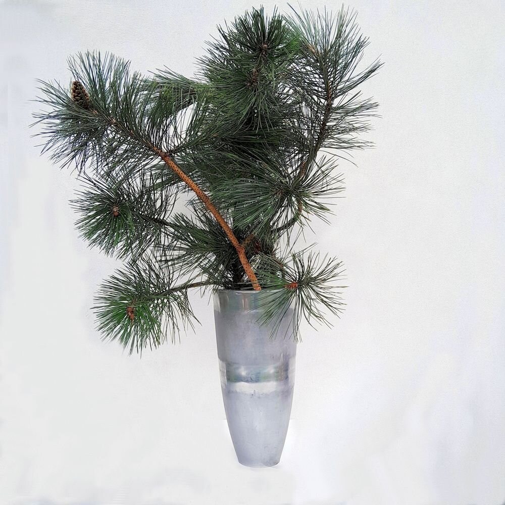 Schwarzkieferzweige 2 kg Bund – Frisch für Advents- & Weihnachtsdeko