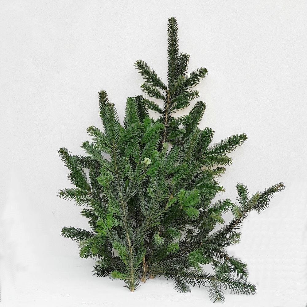 Nordmanntanne frisch – Stiele Tanne Naturdeko