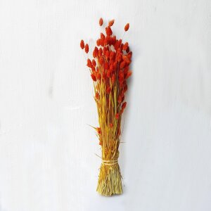 Phalaris Trockenblumen Bund – getrocknete Blumen für Sträuße & Gestecke