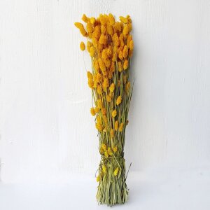 Phalaris Trockenblumen Bund – getrocknete Blumen...