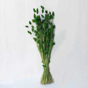 Phalaris Trockenblumen Bund – getrocknete Blumen für Sträuße & Gestecke
