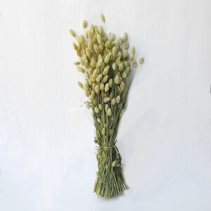 Phalaris Trockenblumen Bund – getrocknete Blumen für Sträuße & Gestecke