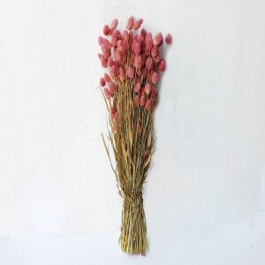 Phalaris Trockenblumen Bund – getrocknete Blumen für Sträuße & Gestecke