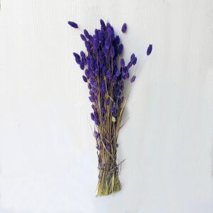 Phalaris Trockenblumen Bund – getrocknete Blumen für Sträuße & Gestecke