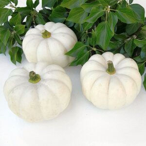 Casperita Mini-Kürbis weiß –...