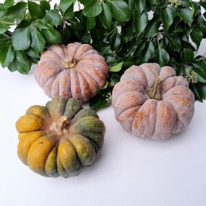 Curcubita Mini-Kürbis bunt – natürlicher...