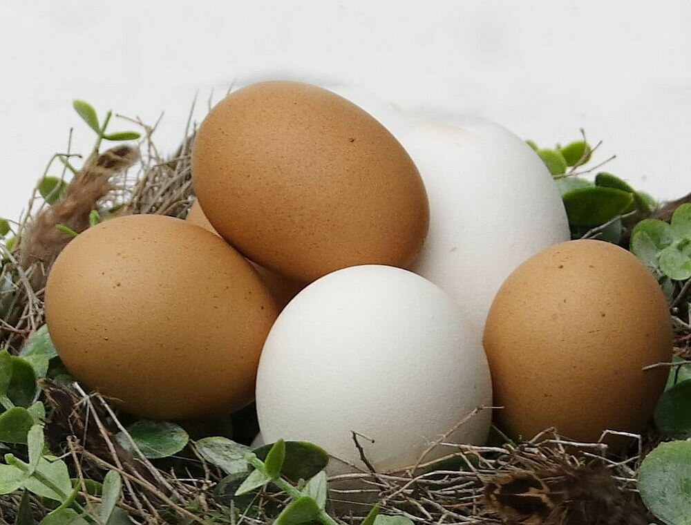 Weiße Eier (3 St.)