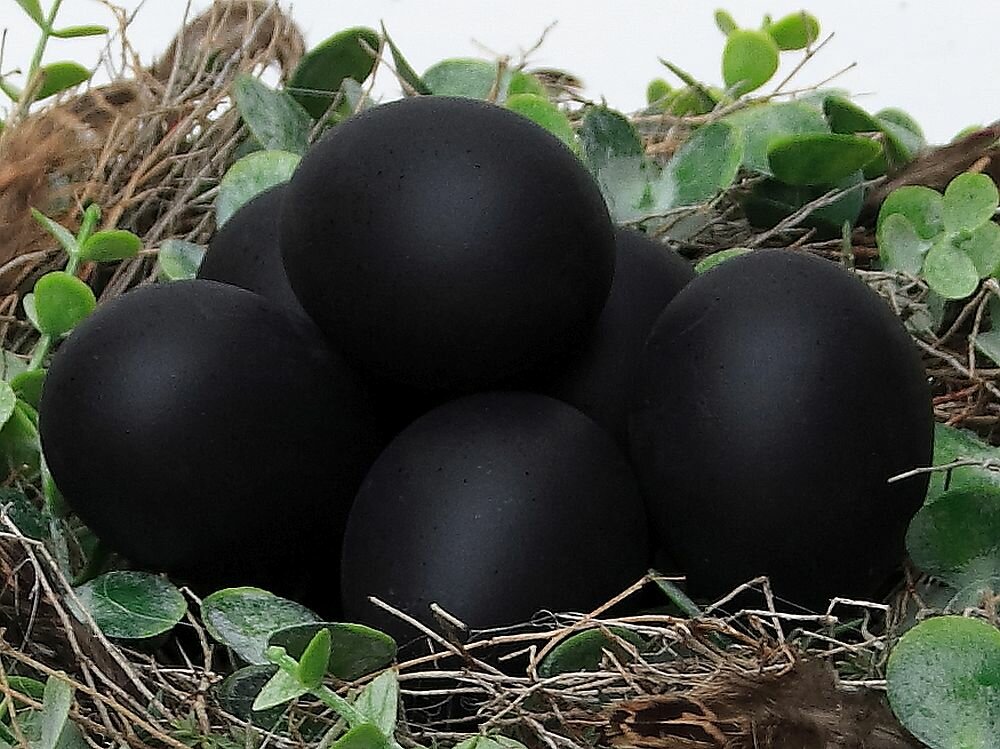 Schwarze Eier (3 St.)