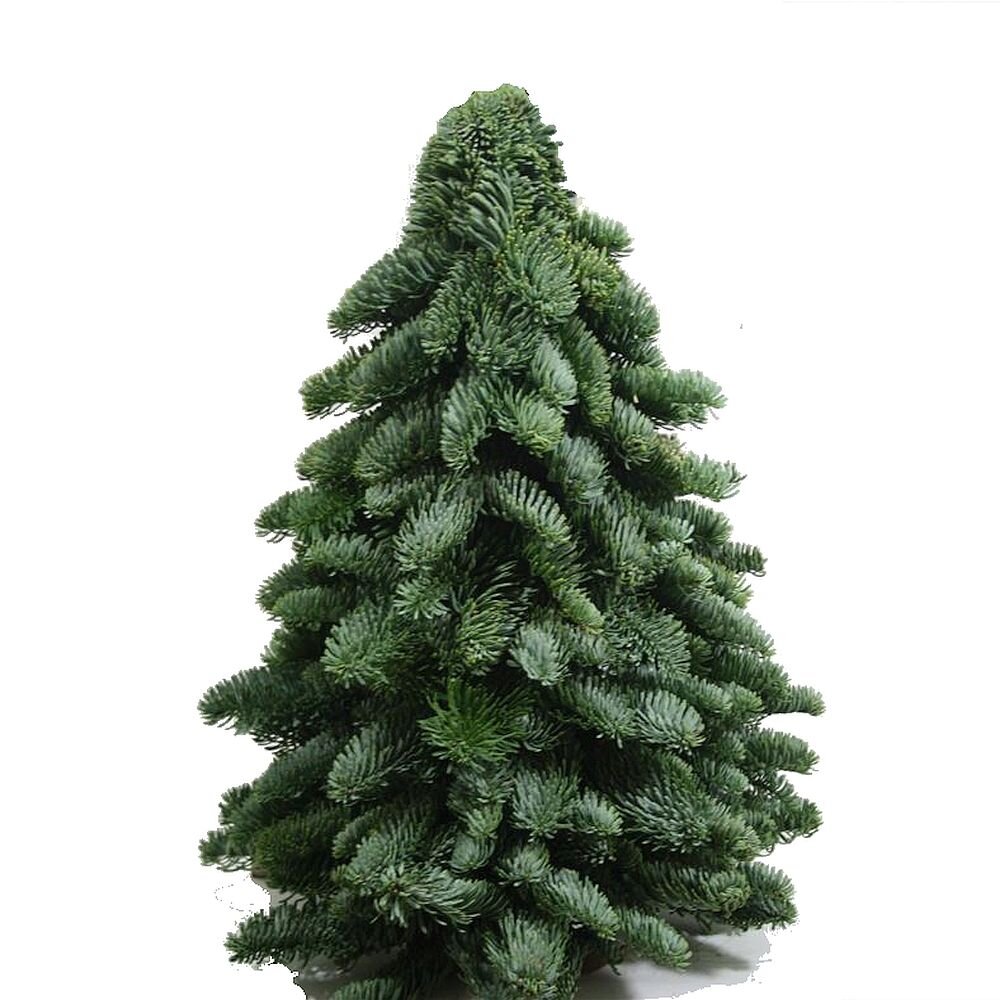 30 cm